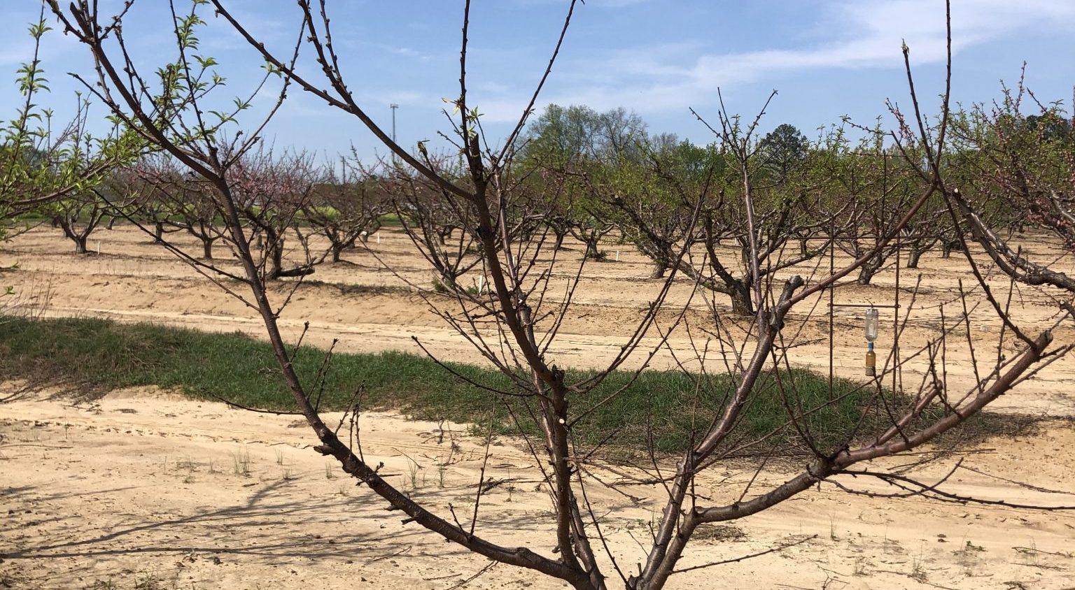 Declining Peach Tree