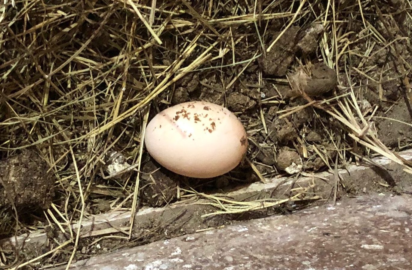 Enhancing Egg Quality & Safety in Small Flocks Alabama Cooperative