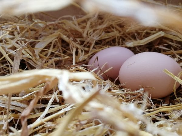 Eggs on Straw