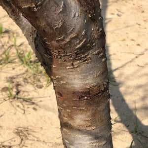 Figure 2a. Moisture oozing from bacterial canker under bark.
