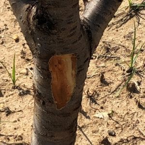 Figure 2b. Bark removed revealing canker.