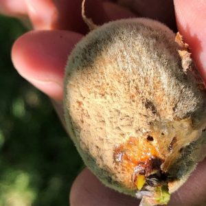 Figure 3b. Monilinia fructicola infection of green fruit called green rot.