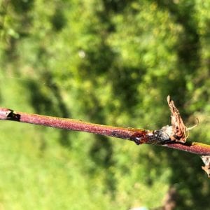 Figure 3a. Amber gel oozing from base of a peach blossom.
