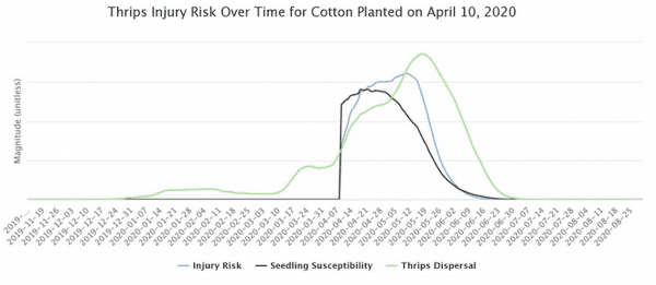 Figure 3. Thrips injury risk over time for cotton planted on April 10, 2020. 