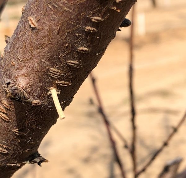 Figure 5. Peach tree with match stick which is sawdust being extruded from a hole created by an ambrosia beetle.