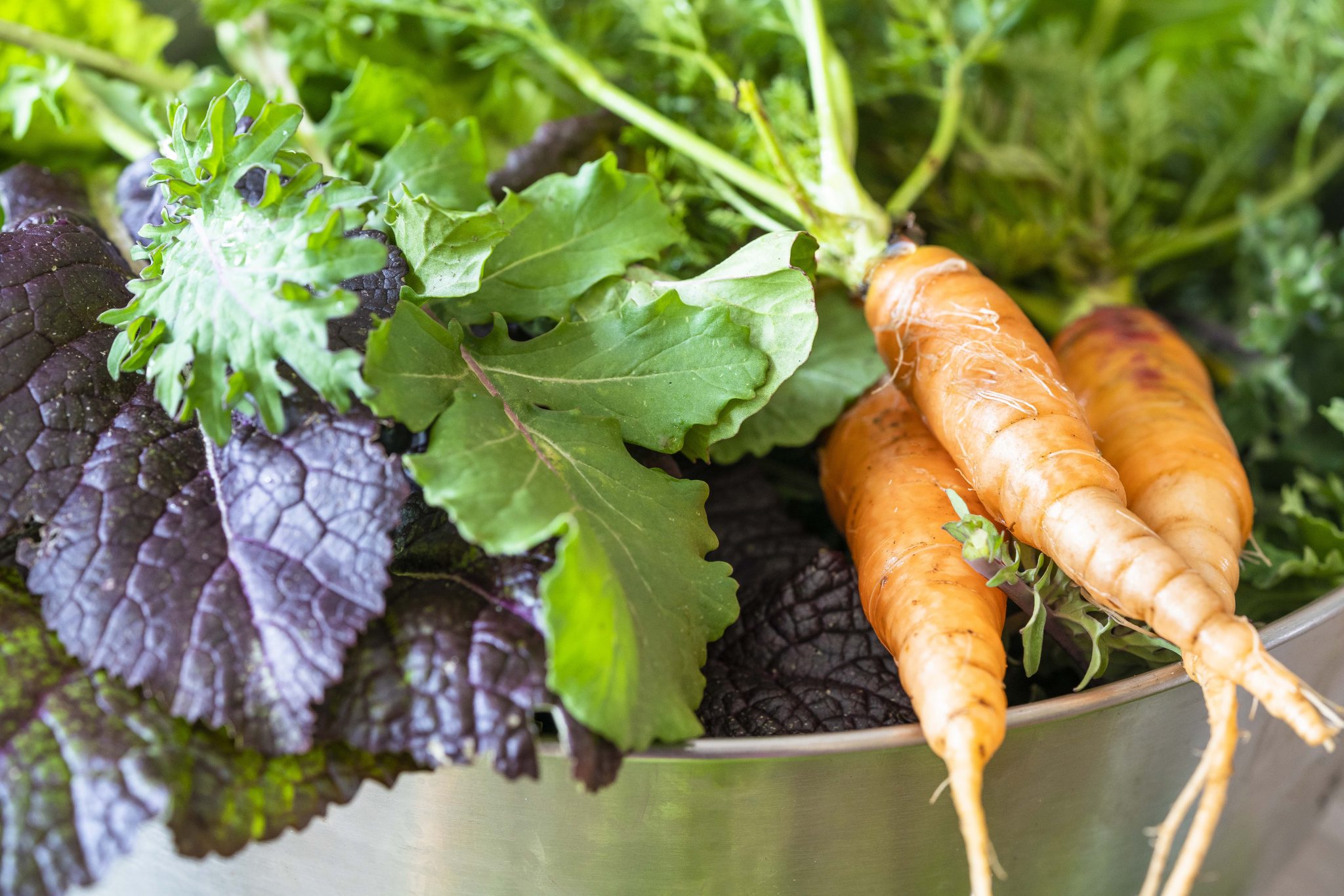 Fresh vegetables from a backyard garden.