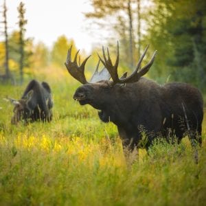Bull Moose