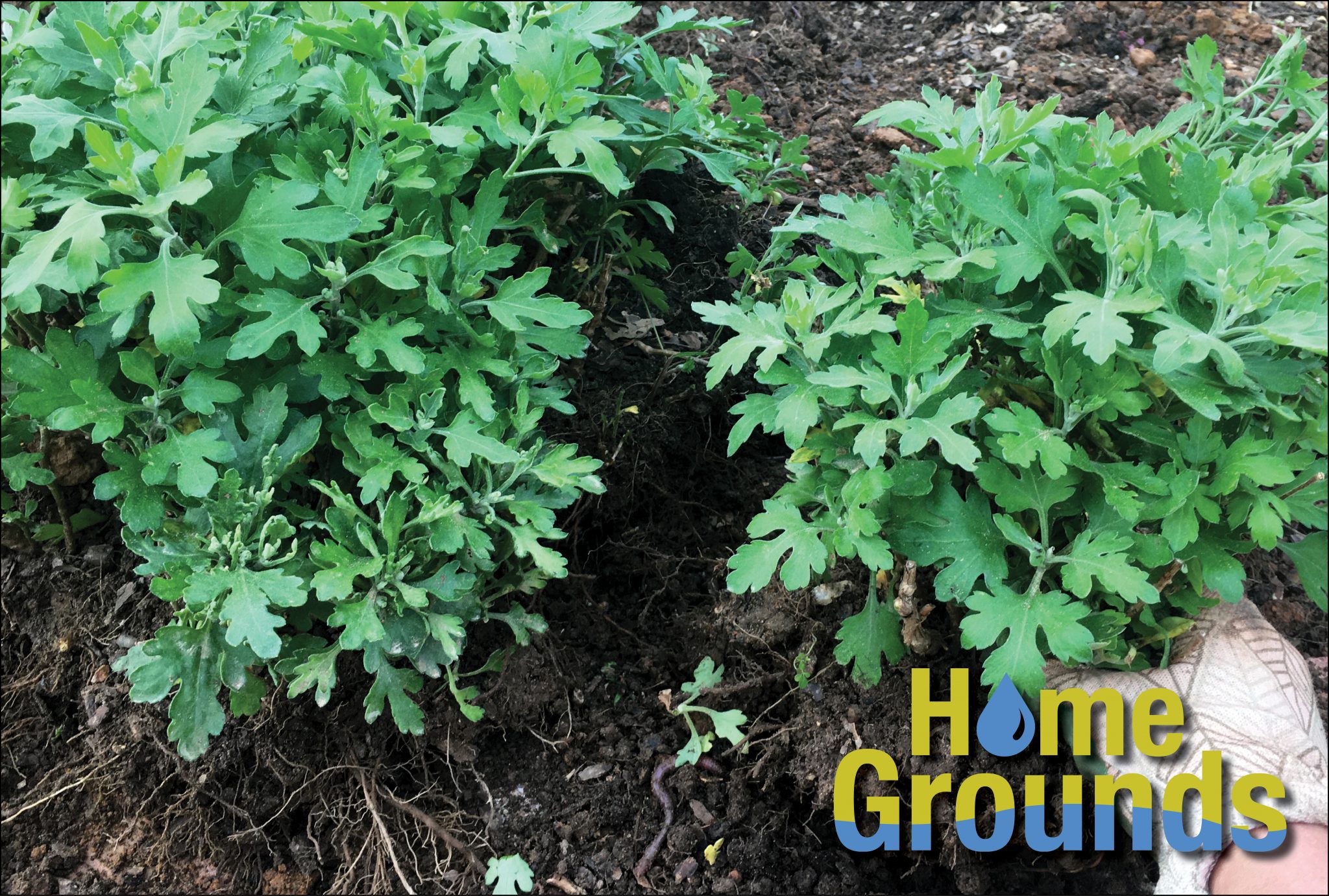 Perennial chrysanthemum plant being divided into two plants.