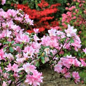 Azaleas