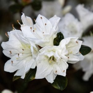 White Azaleas