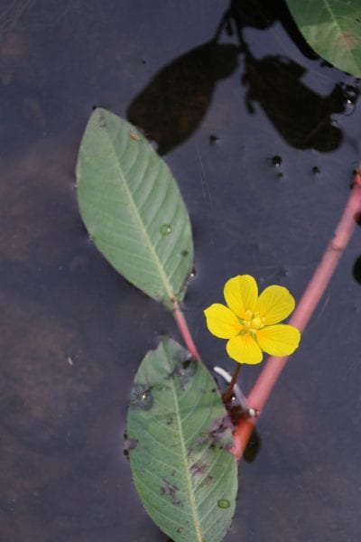 Figure 3. Water primrose
