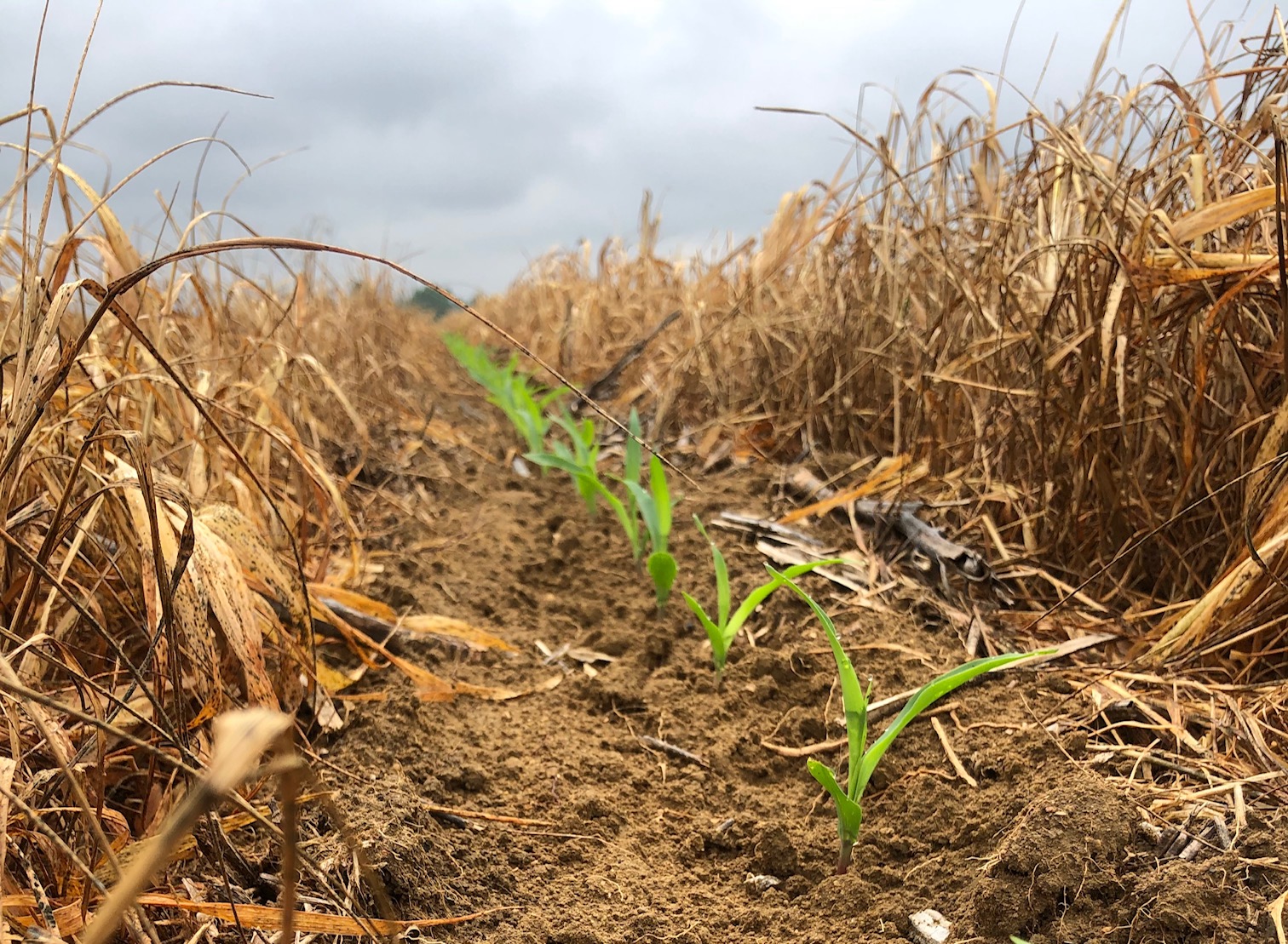 corn sprouting in a strip-tilled field