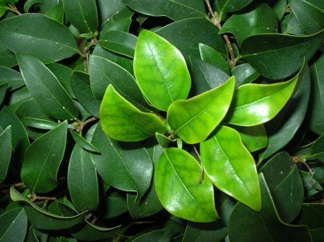 Figure 3. Plant with iron chlorosis.