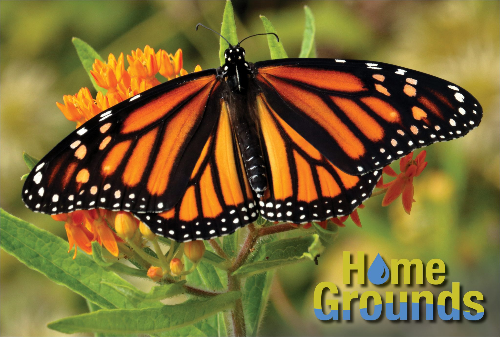 Monarch Butterfly resting on flower
