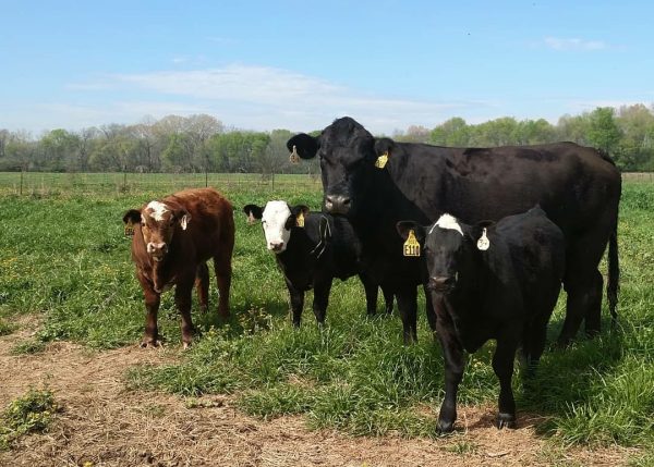 Cow and three calves