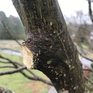 Figure 4b. Cut limbs over 1 inch in diameter just beyond the swollen branch collar of a larger limb or trunk.