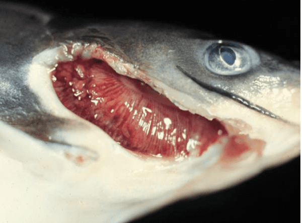 proliferative gill disease