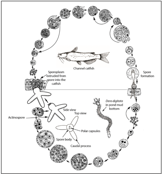 Life cycle of Henneguya ictaluri, causative organism of PGD, showing the development of its myxospore stage in channel catfish and actinospore stage in Dero digitata.