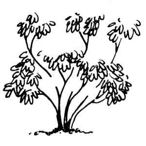 Figure 4e. Remove long azalea limbs back inside the plant.