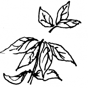 Figure 4f. Pinch out tips of new azalea growth to induce branching.