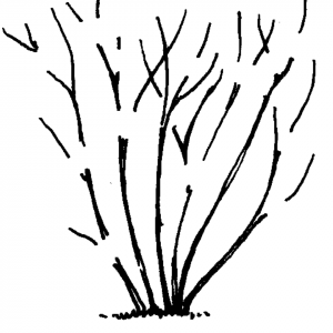 Figure 4h. To produce taller plants, cut out only small branches. I. Pruning hedges straight across top will produce unnatural shape. Prune entire plant to produce rounded effect.