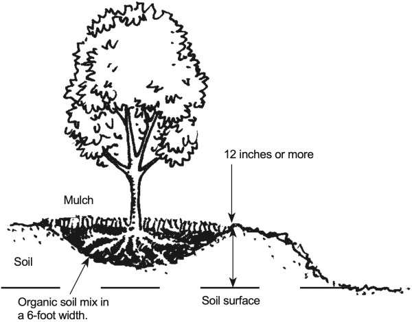 Figure 1. Example of one type of raised bed.