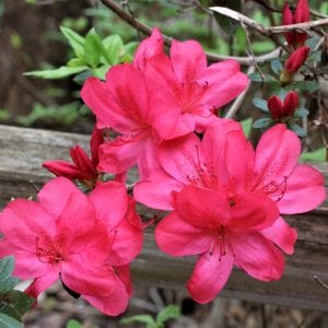 Sunglow Azalea