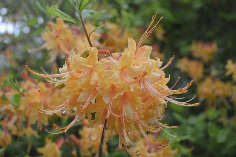 native azalea