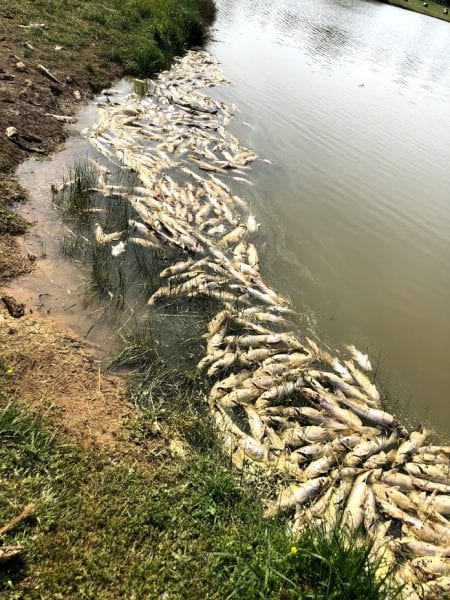 Figure 1. Fish kill in a west Alabama catfish pond.