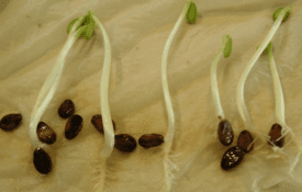 seed germination
