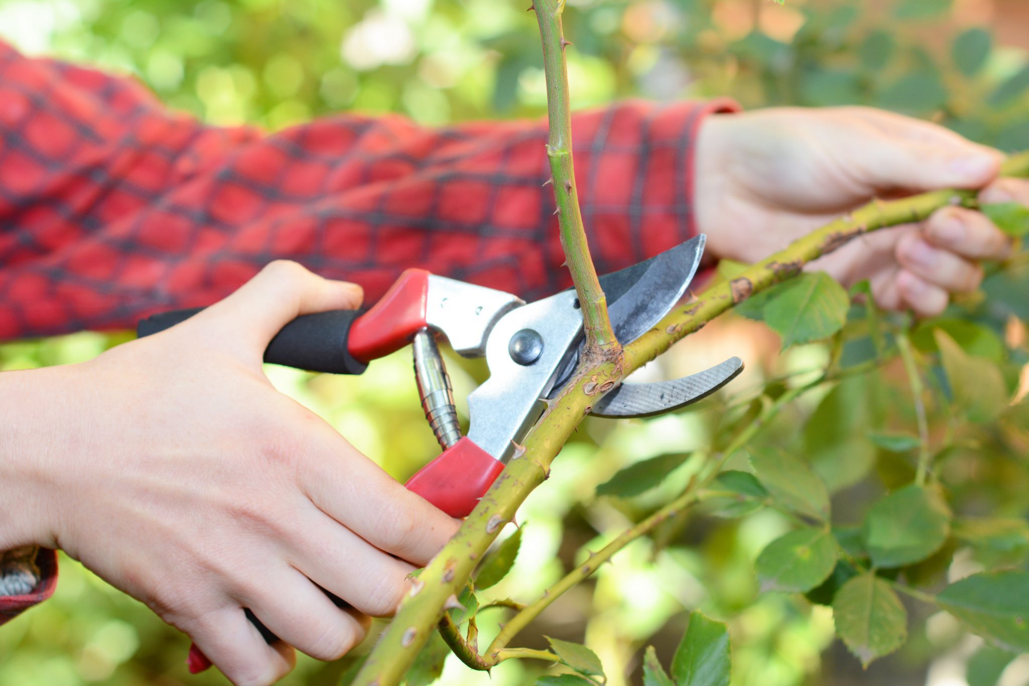 Pruning a rose bush