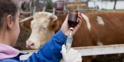 vet giving cattle injection