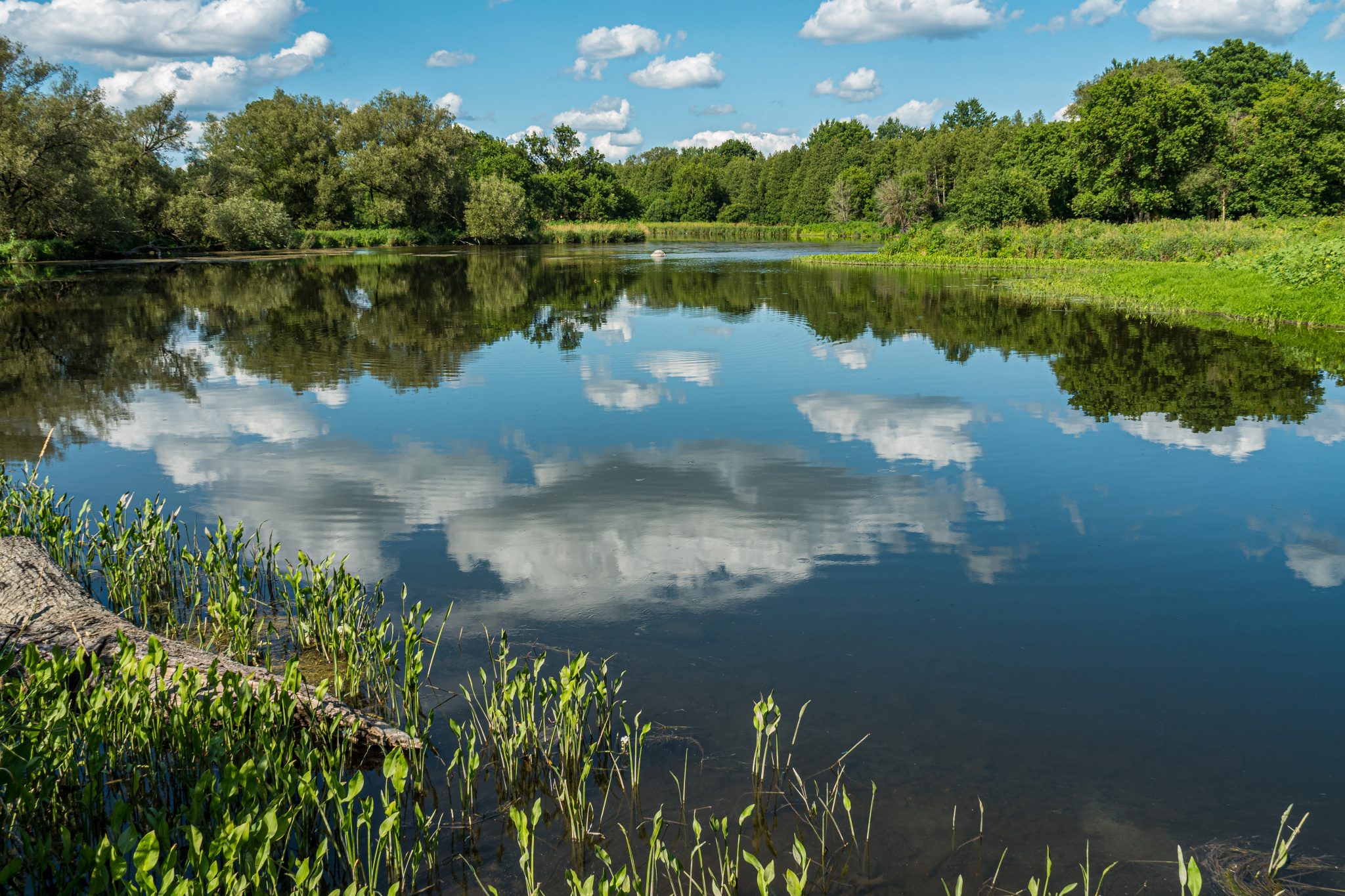 A pond with a clear, blue sky.