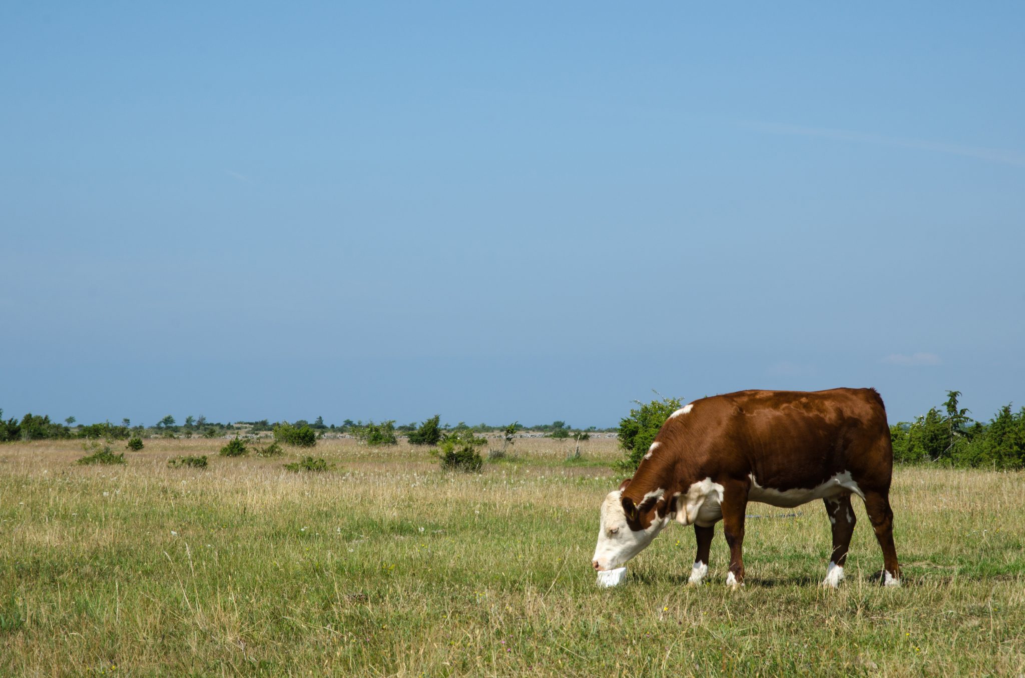cattle licking a salt block