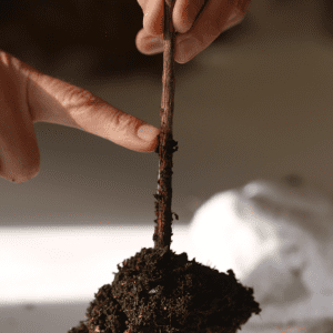 Showing soil depth on a plant.