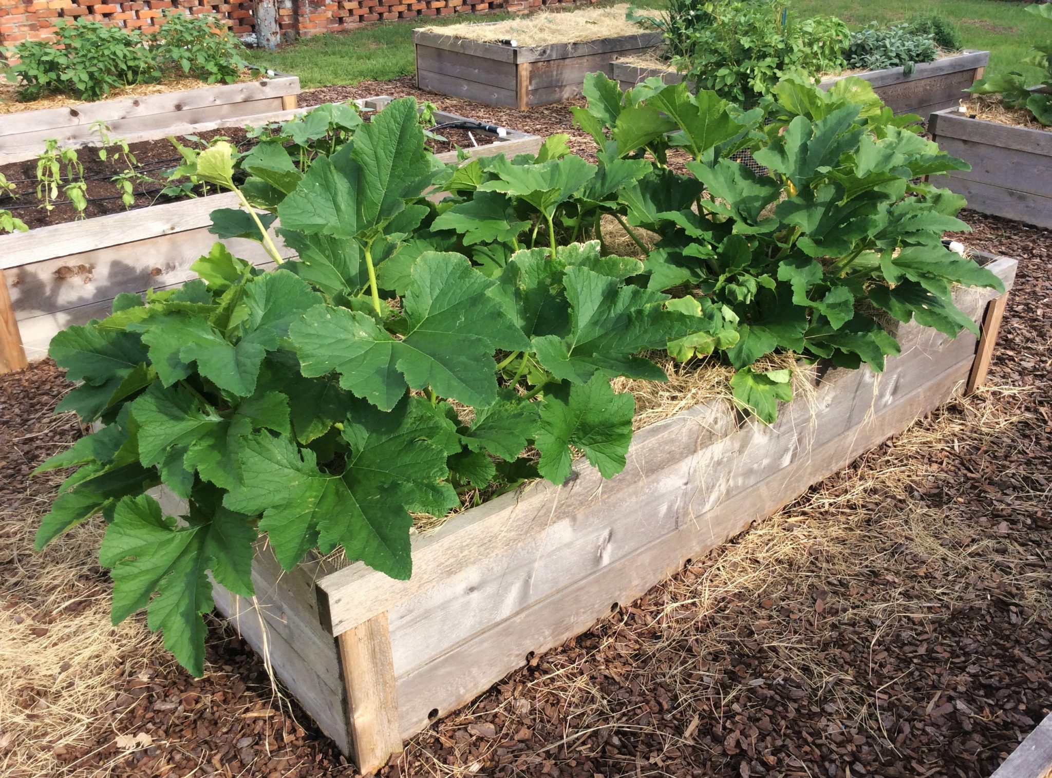 A raised bed garden