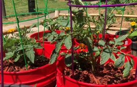 5 gallon bucket with tomato plants