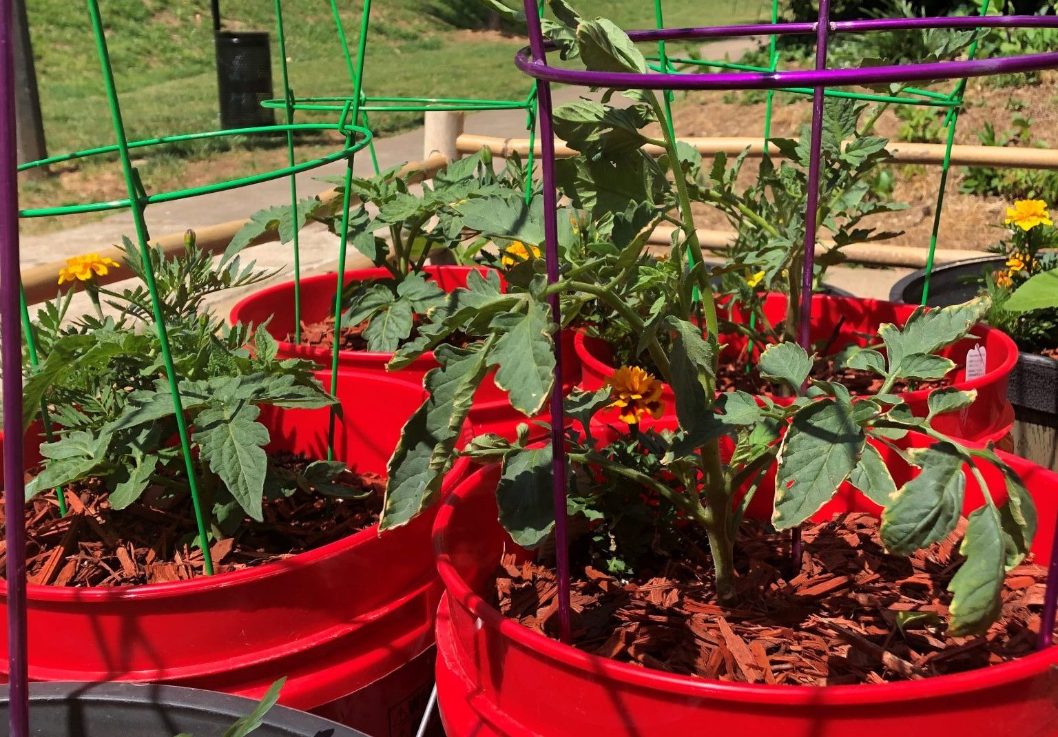5 gallon bucket with tomato plants