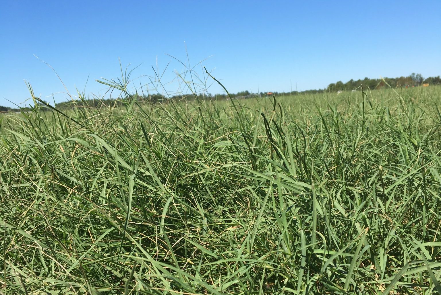 Bermudagrass