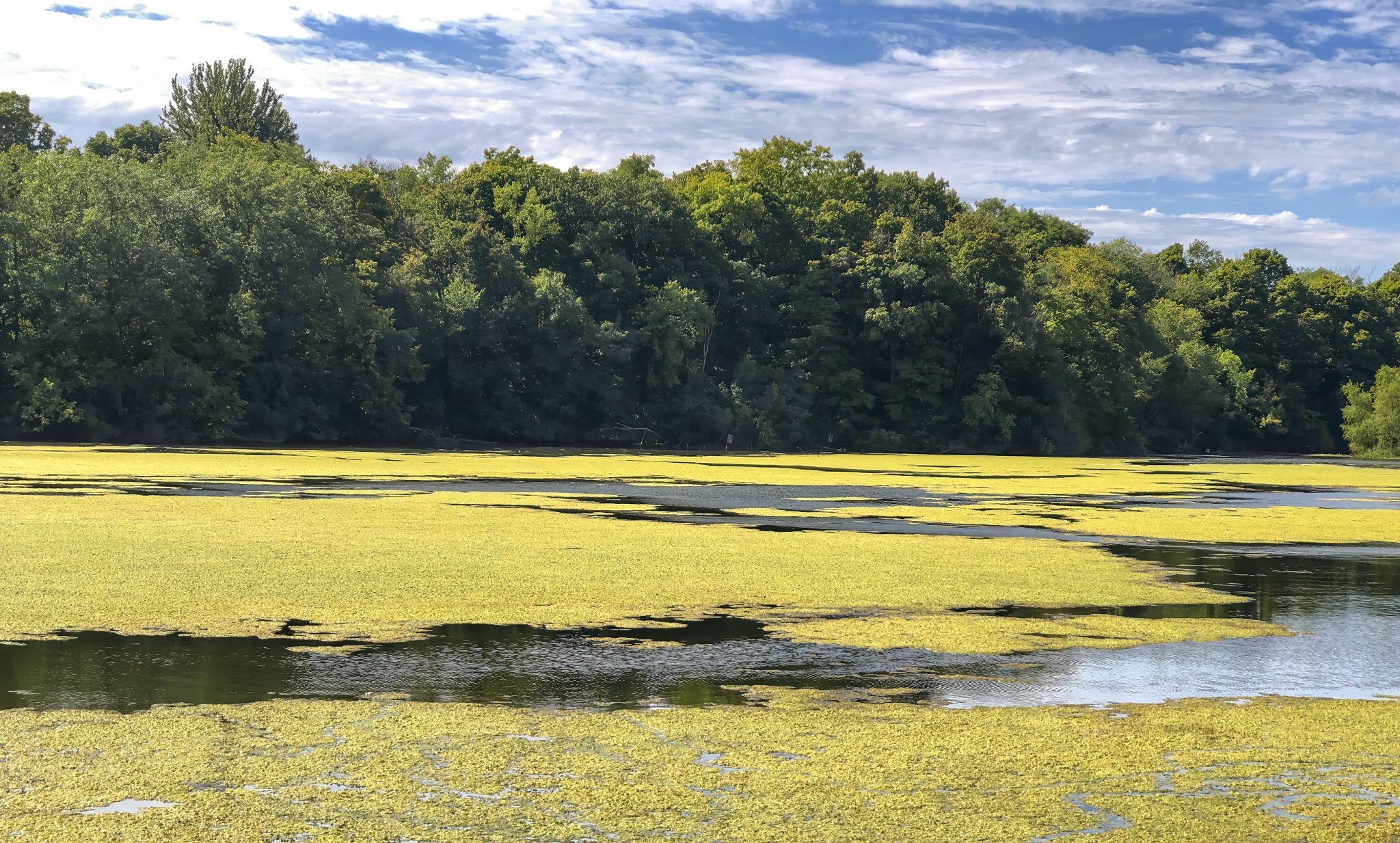 Algae Invasion on a lake