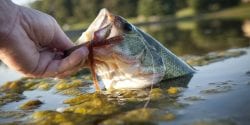 Largemouth bass being pulled out of the water.