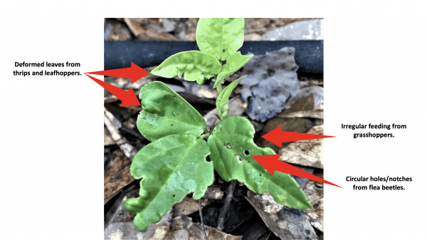 Insect damage on a seedling.