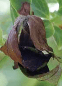 Bended twig tips symptoms resemble sheperd's crook