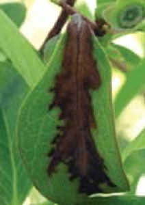 Browning along the major leaf veins