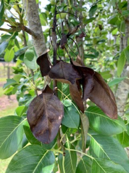 fire blight pear fire blight pear