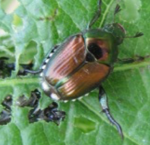 Adult Japanese beetle feeding on grape leaf.