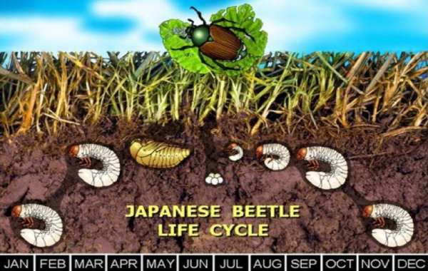 illustration of the year long Japanese beetle life cycle