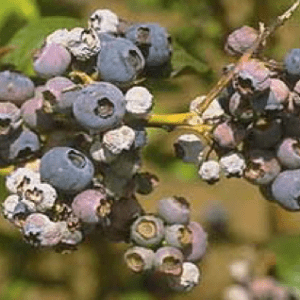Shriveled blueberry fruit as a result of mummy berry disease.