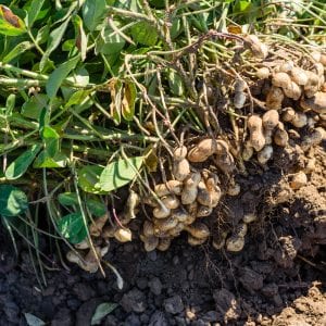 Dug peanuts in a field