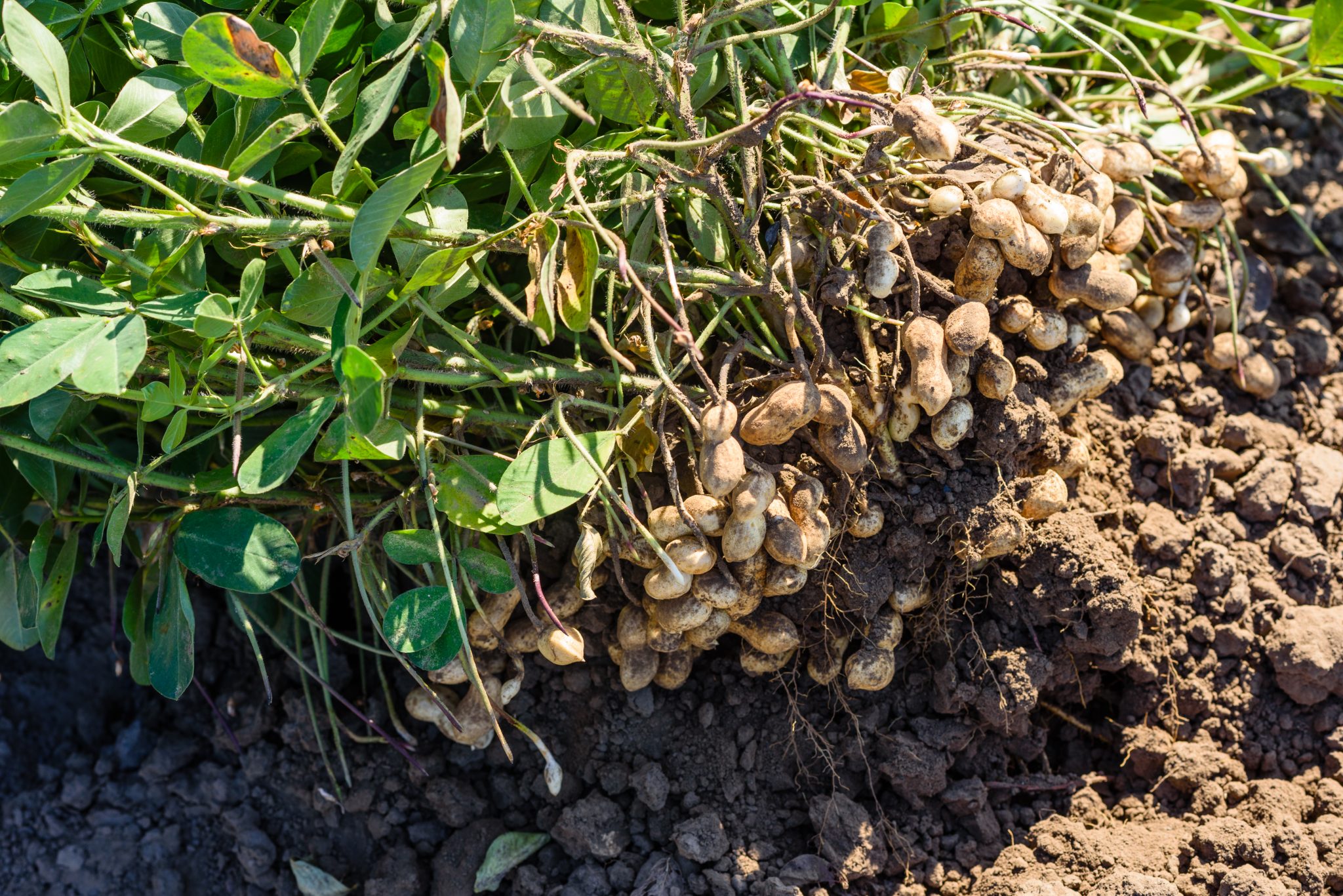Dug peanuts in a field